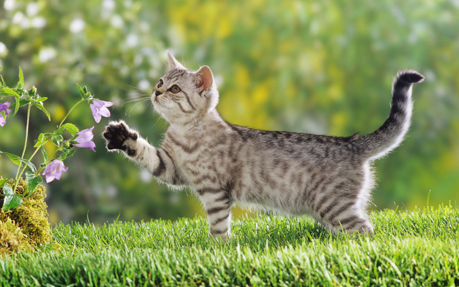Cute wallpaper cat photo #facts – More info about cat at Catsincare.com