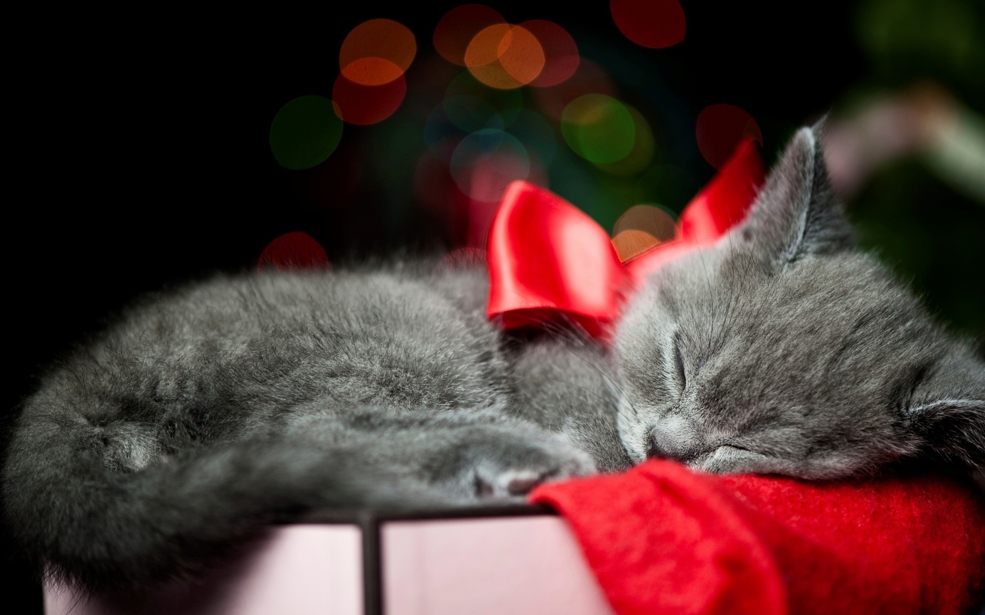 christmas bow red animals cats kittens whiskers sleep cute wallpaper .