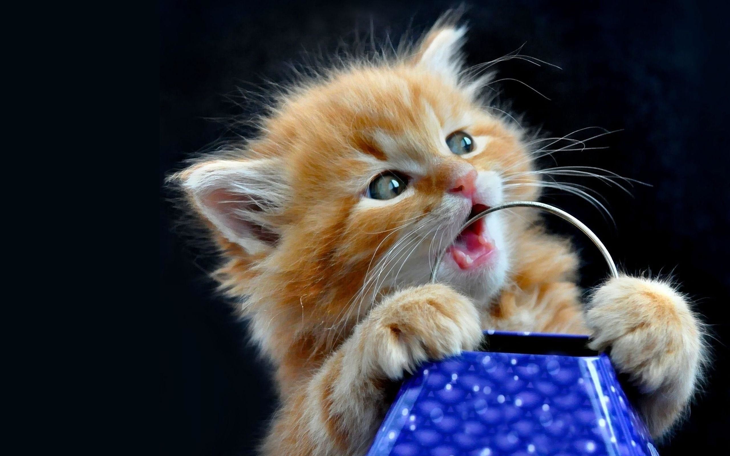 Cute Kitten Desktop Wallpaper Free