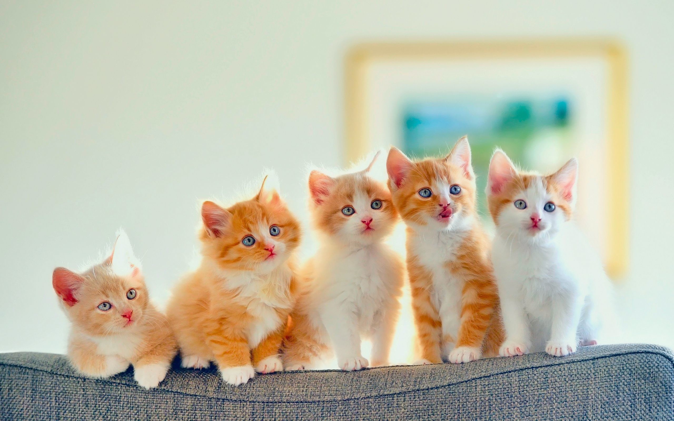 Orange Kitten Wallpaper