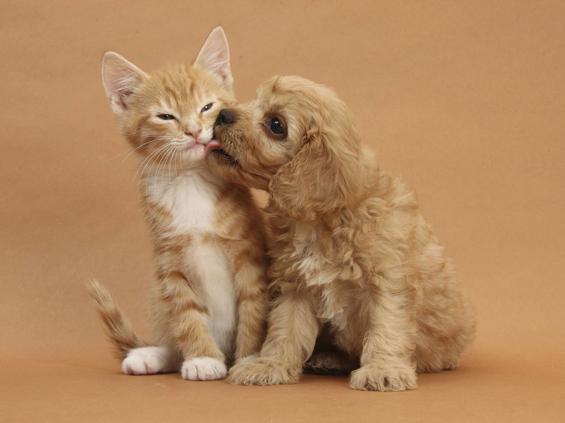 Cute dog and cat – Dogs Wallpaper