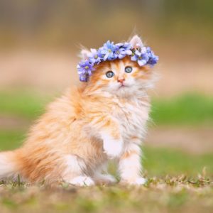 Wallpaper Cats and Kittens