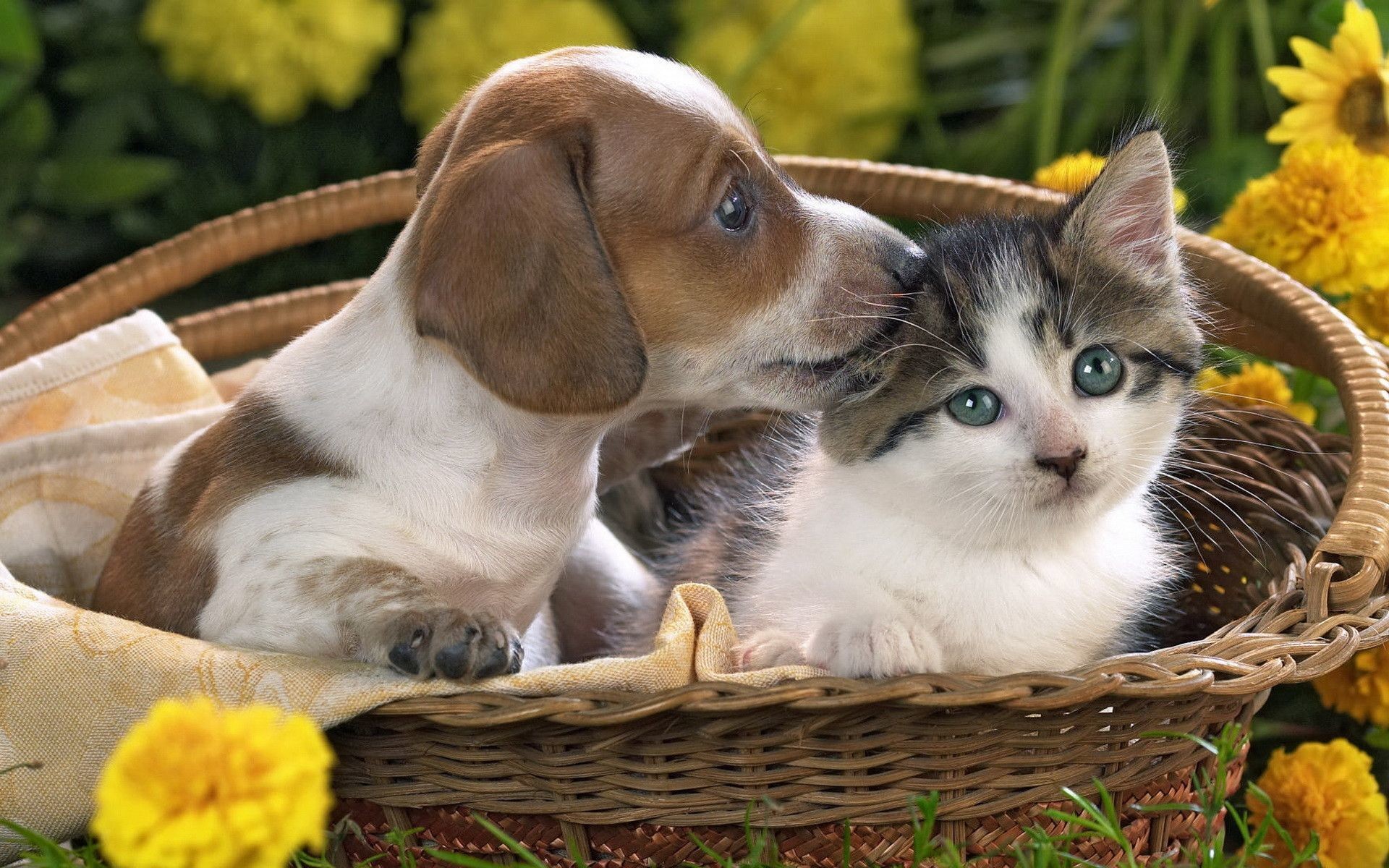 Explore Kittens And Puppies, Cats And Kittens, and more