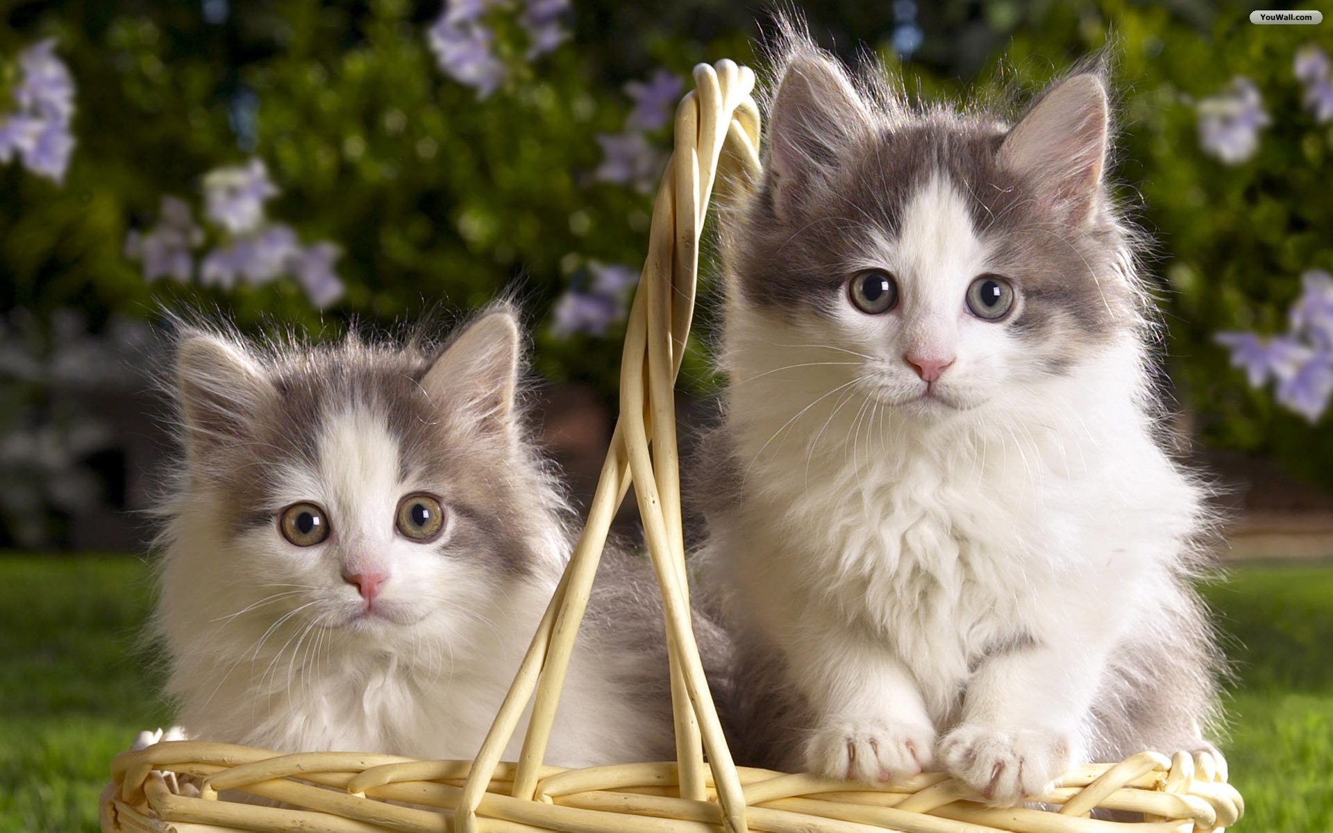 Cats Cats Cute Cat And Kitten Cats Kittens Desktop Wallpaper