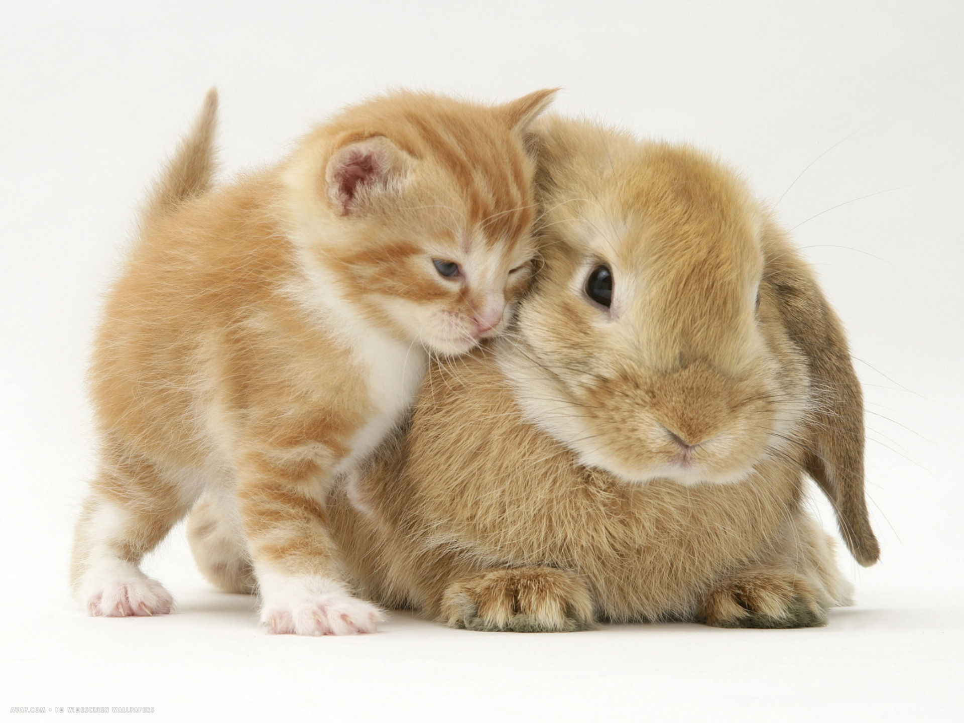 Domestic kitten felis catus next to bunny domestic rabbit