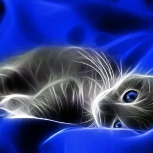 Wallpaper Cats and Kittens