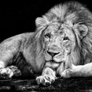 Lion Wallpaper Black and White