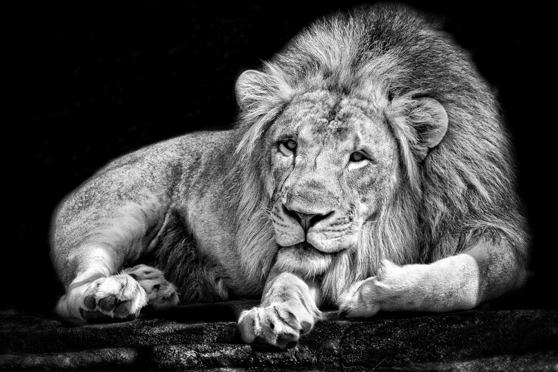 Lion wallpaper black and white hd – photo