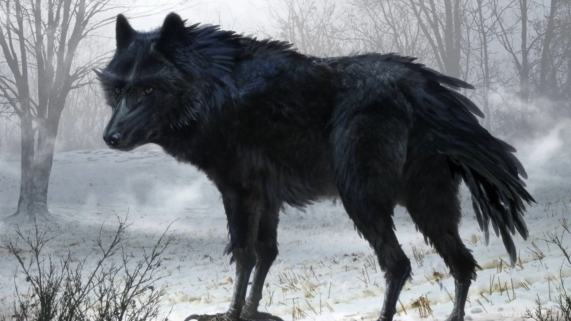 Black Wolf Wallpapers