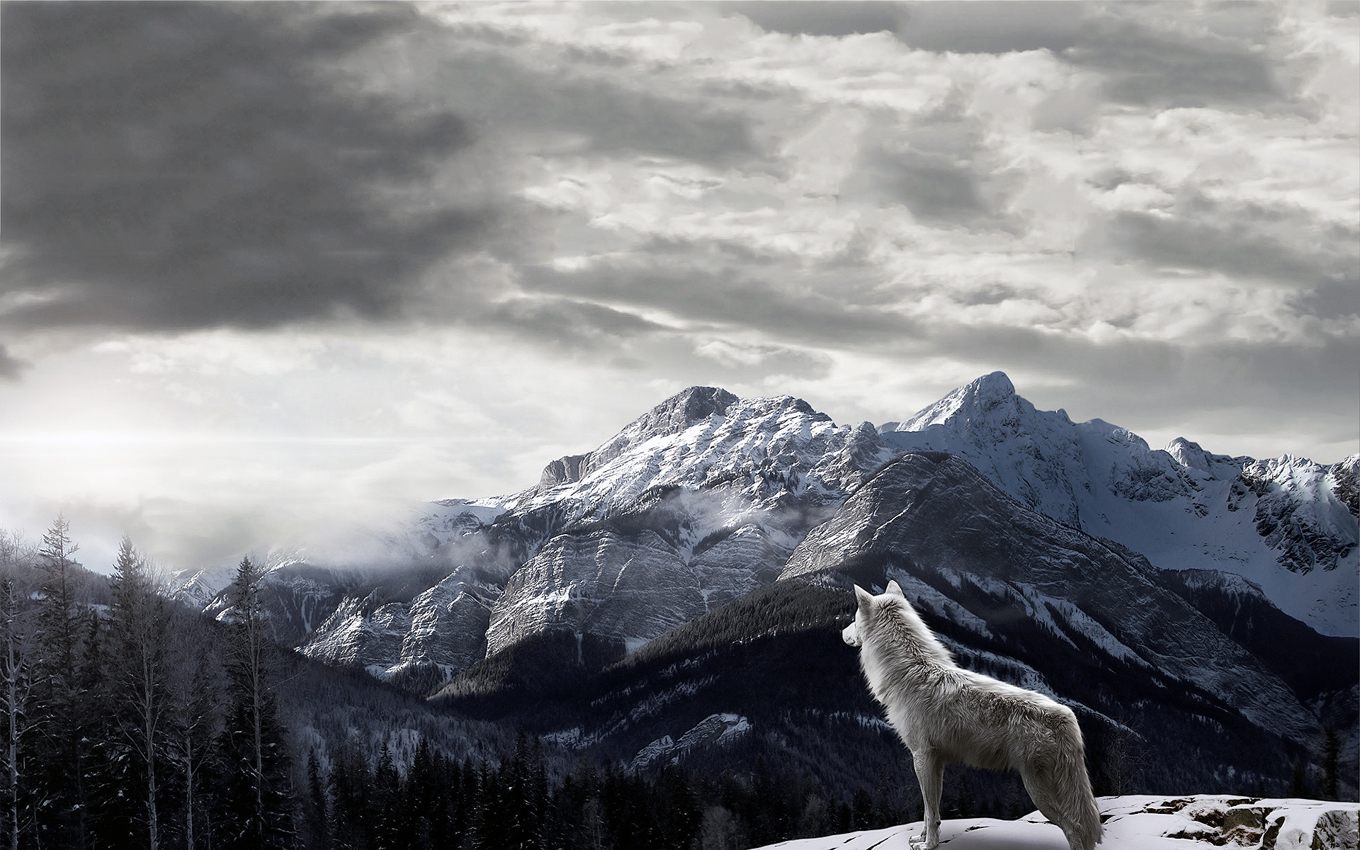 Mountains Gray Wolf Wallpapers – 1778