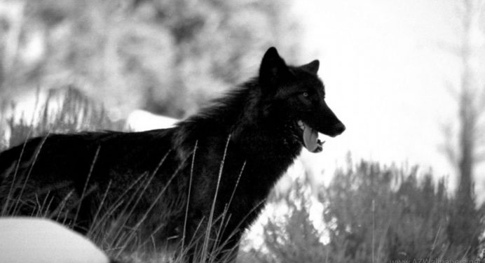 63 Black Wolf