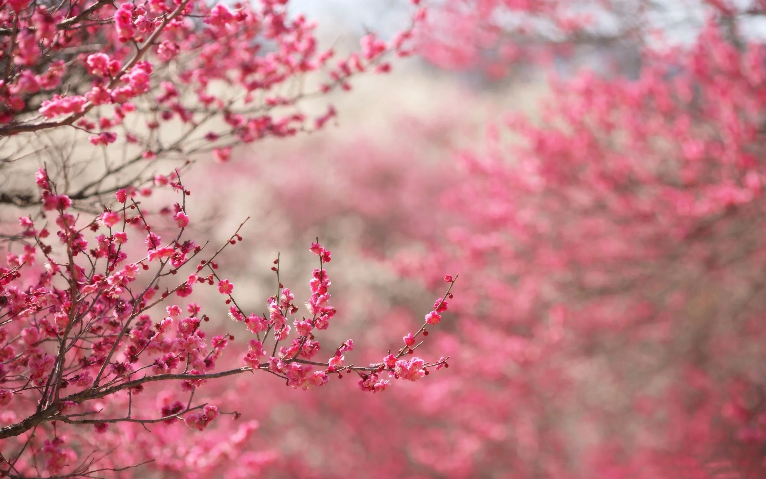 Beautiful Japanese Cherry Blossom Season