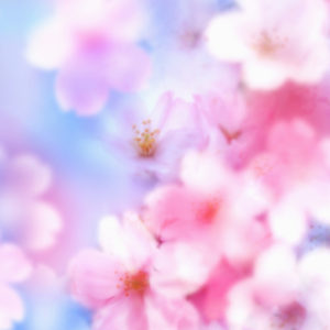 Flower wallpapers