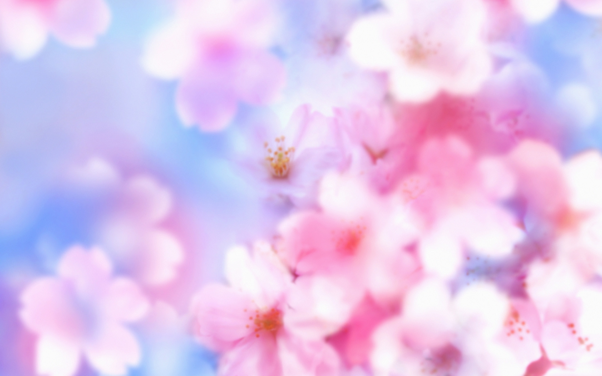 Free download cherry blossoms flowers hd pictures