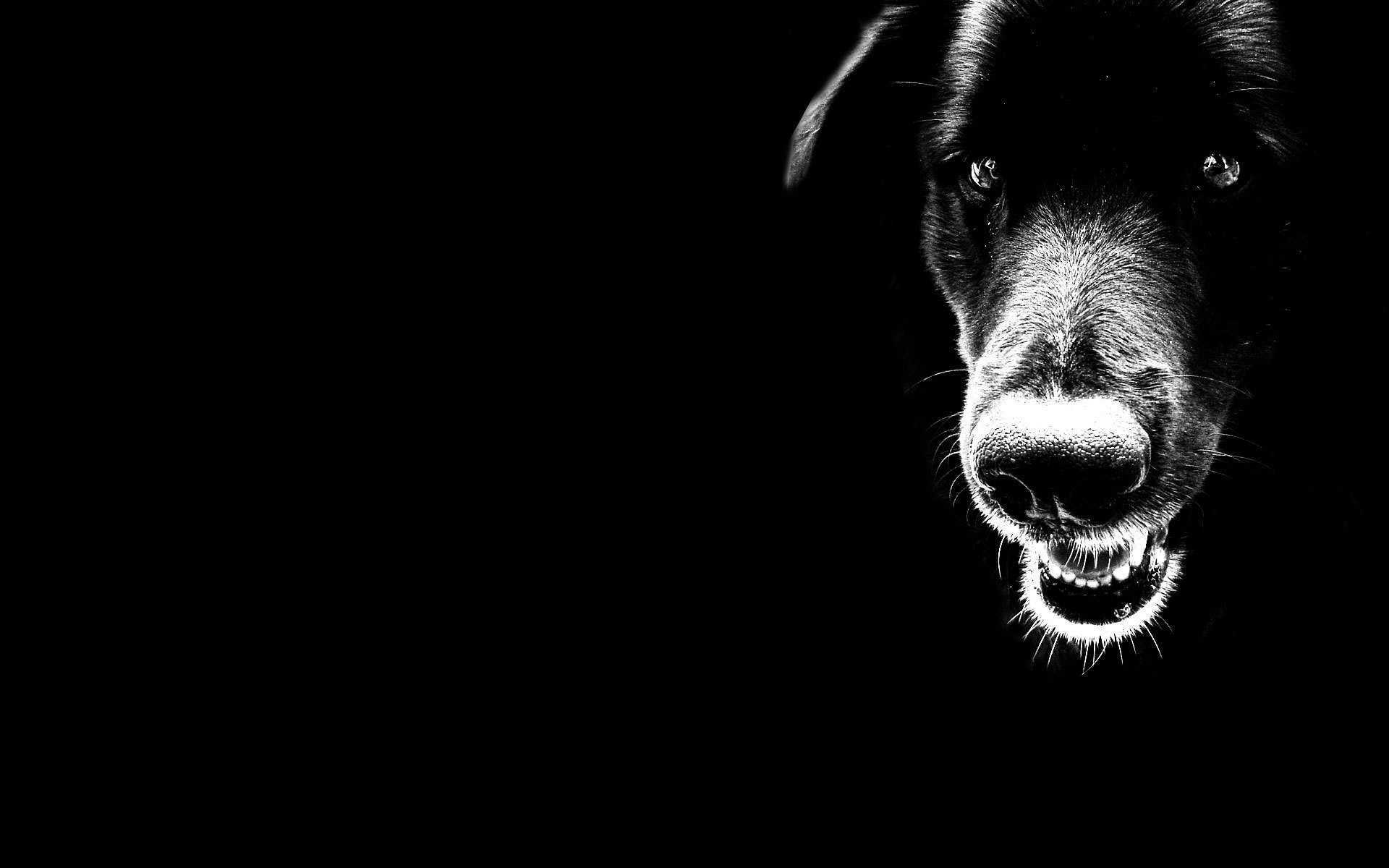Scary Black Dog