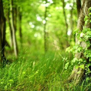 Anime Forest Background