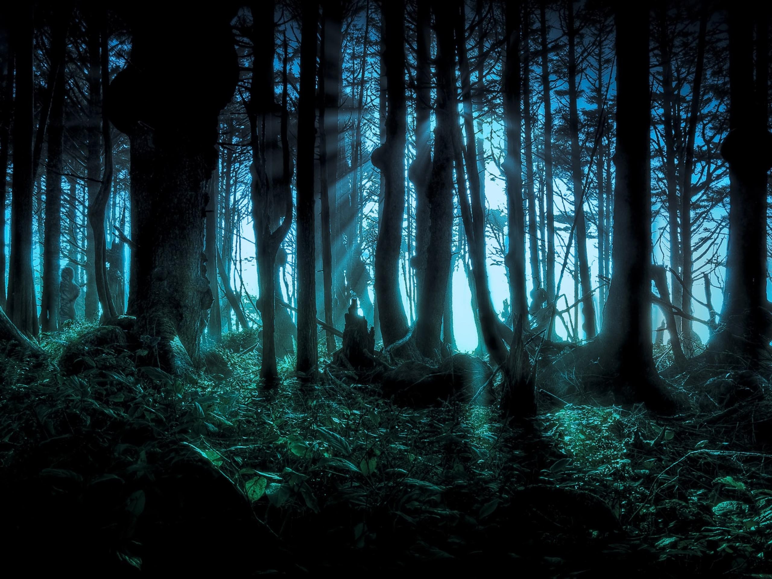 Anime Forest Backgrounds  Wallpaper Cave