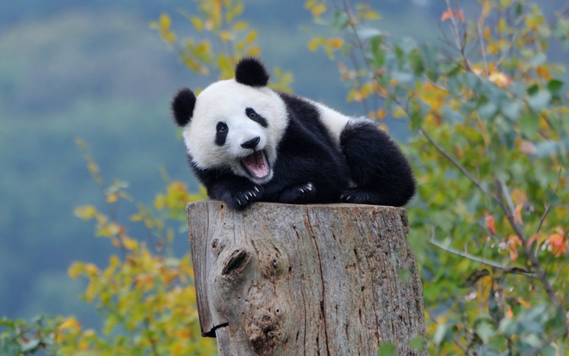 Cute Panda Wallpaper , Full HD 1080p, Best