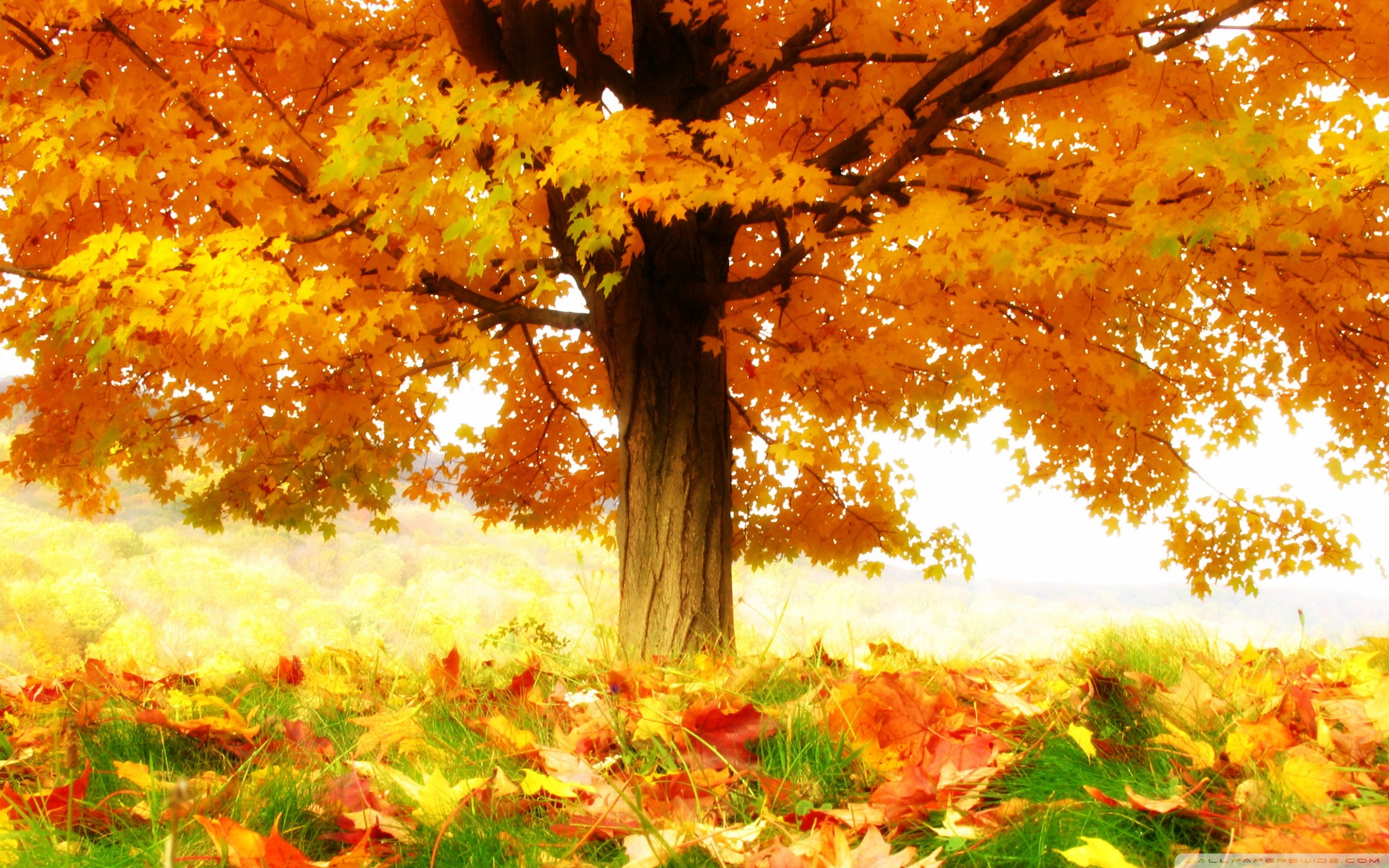 Autumn Anime Fall Anime HD wallpaper  Pxfuel