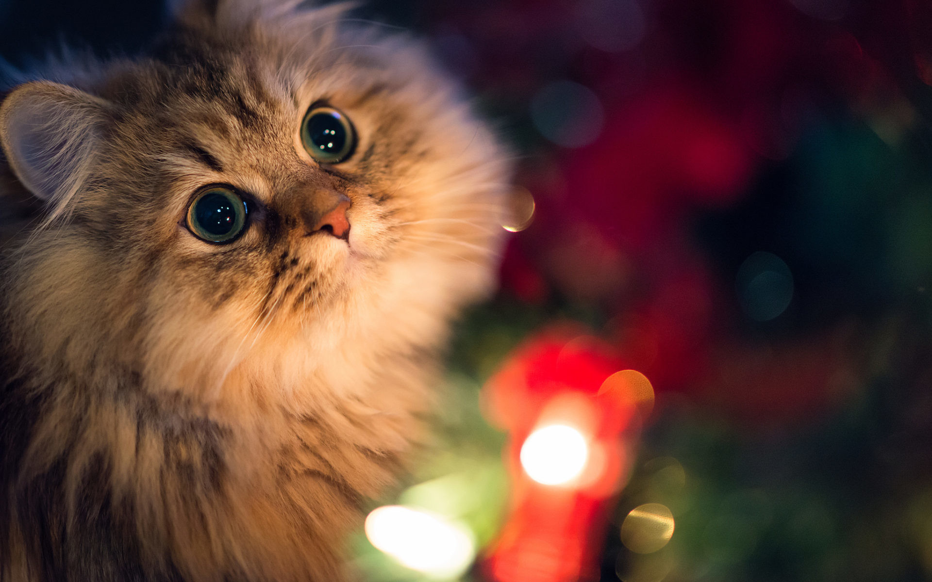 Beautiful Innocent Eyes Cute Cat Wallpaper