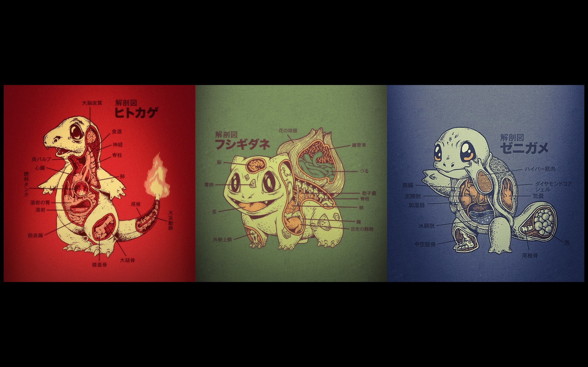 Starter Pokemon Anatomy Wallpaper 1920×1200