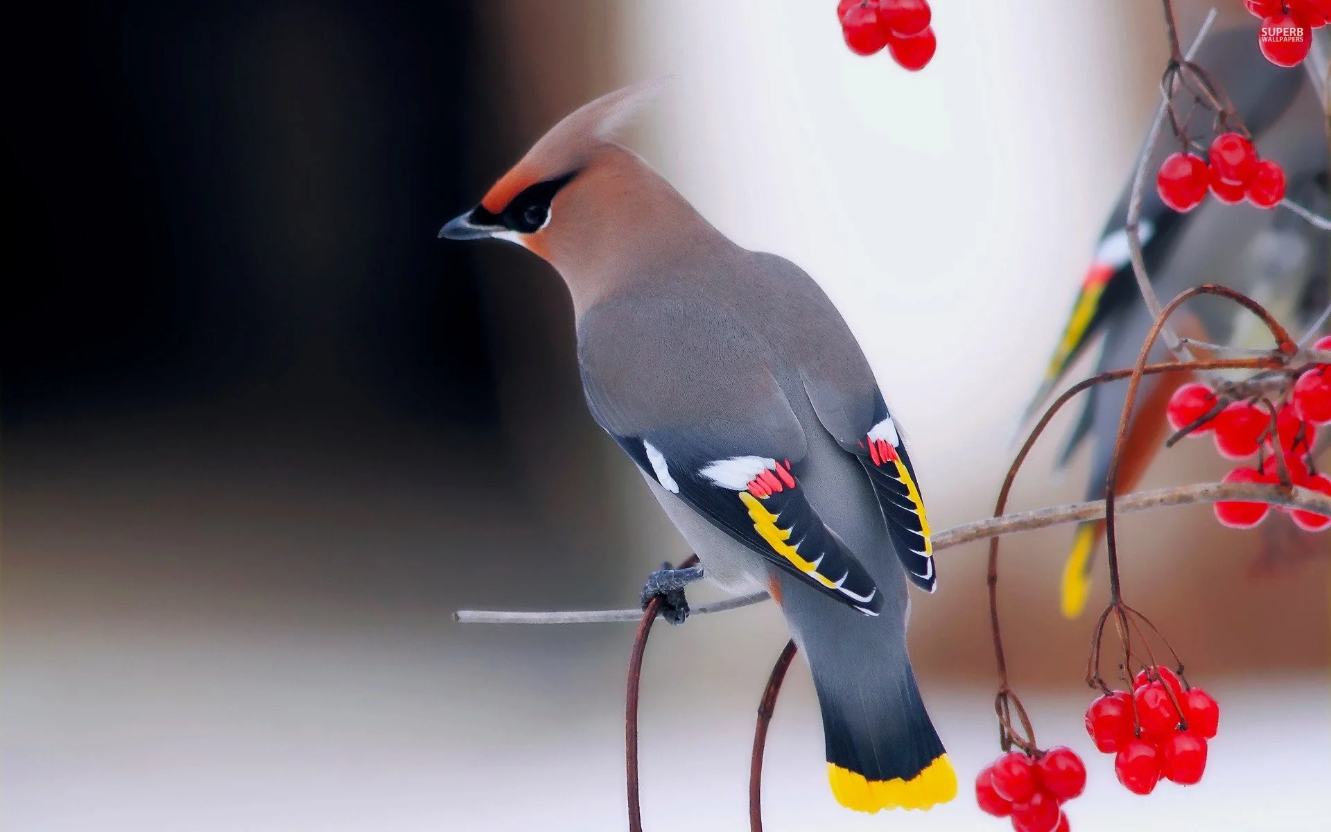 Bohemian Waxwing 885765