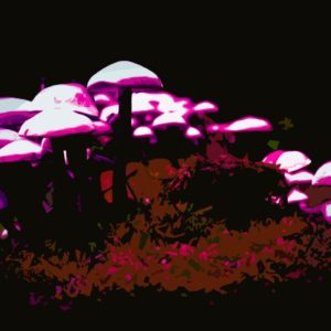 Trippy Shroom