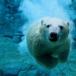 Live Car Wallpaper for PC