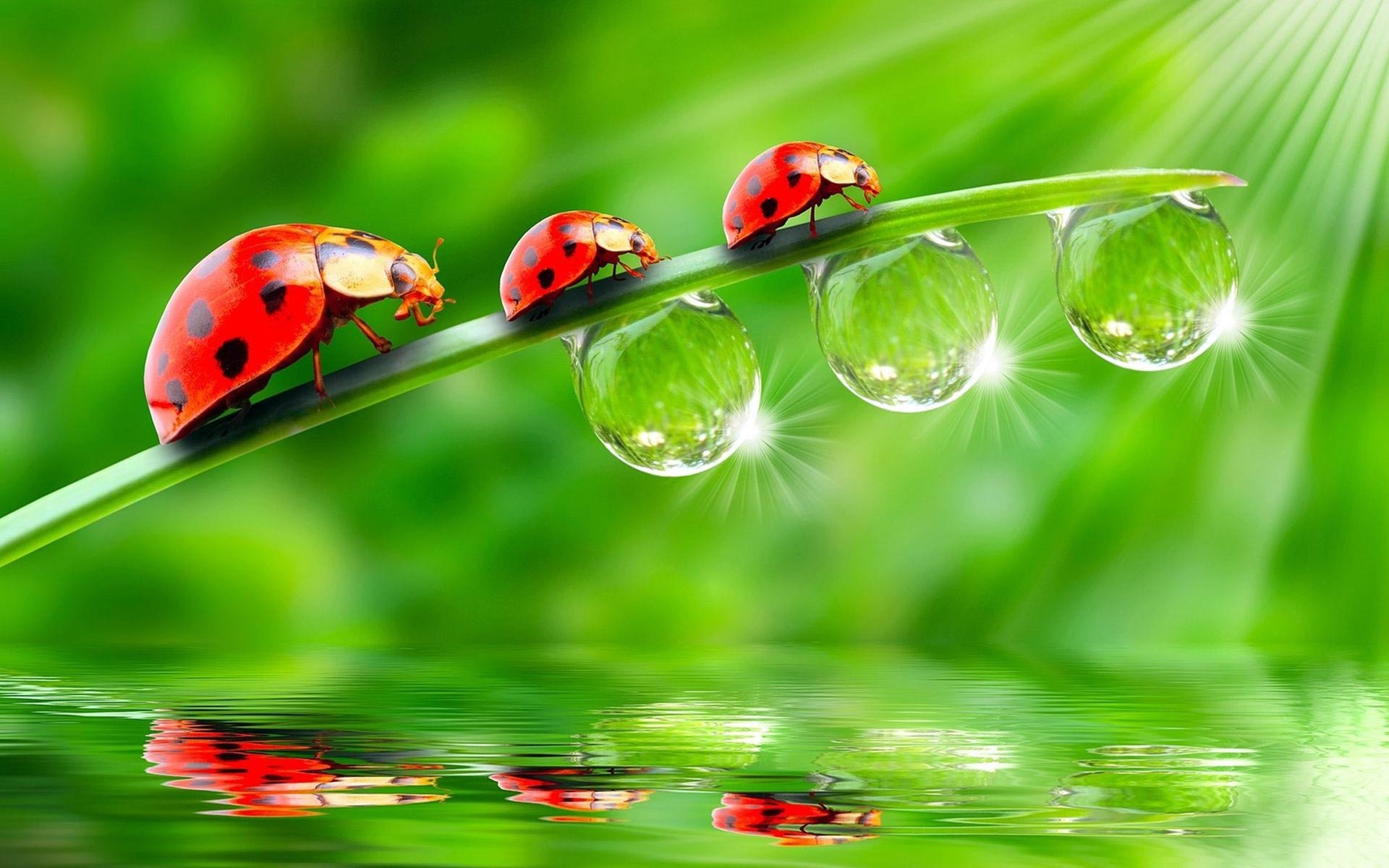 Cute Ladybug Wallpaper High Quality Resolution for Background
