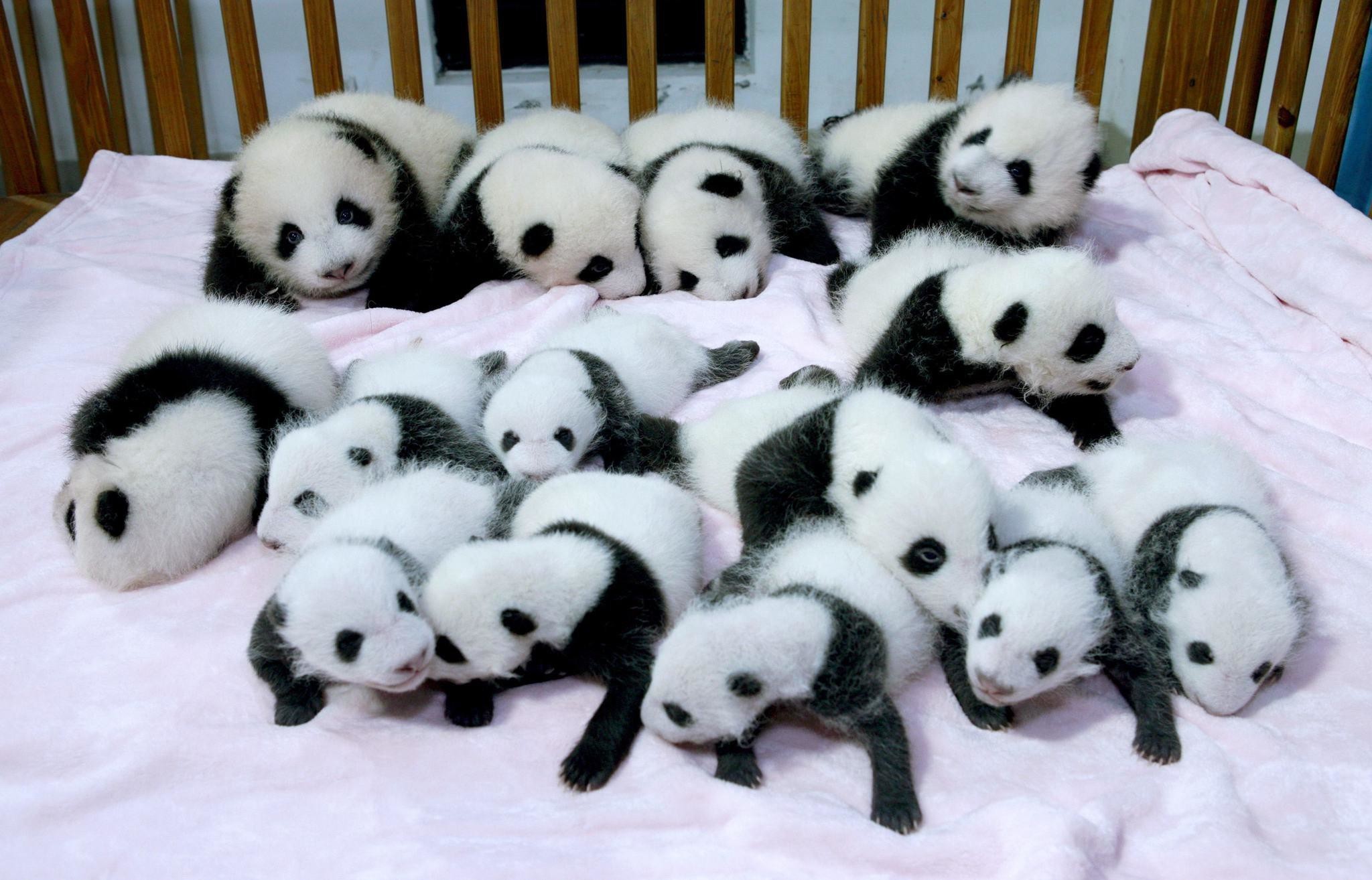 Baby Panda Wallpapers HD
