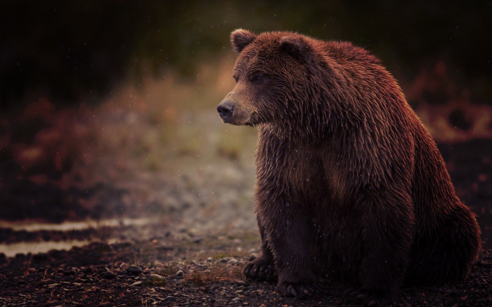 Grizzly bear – Wallpaper | GFXHive