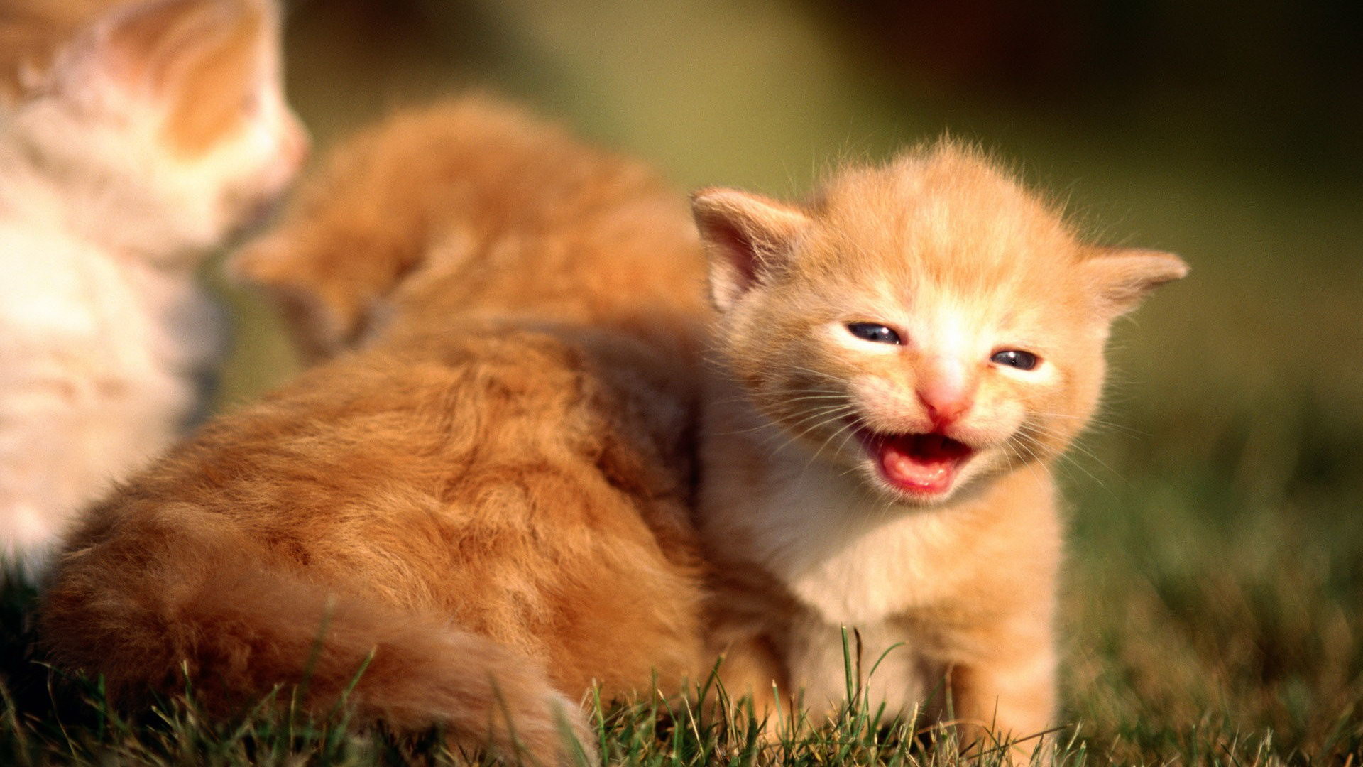 9. really-cute-wallpapers-HD9-600×338