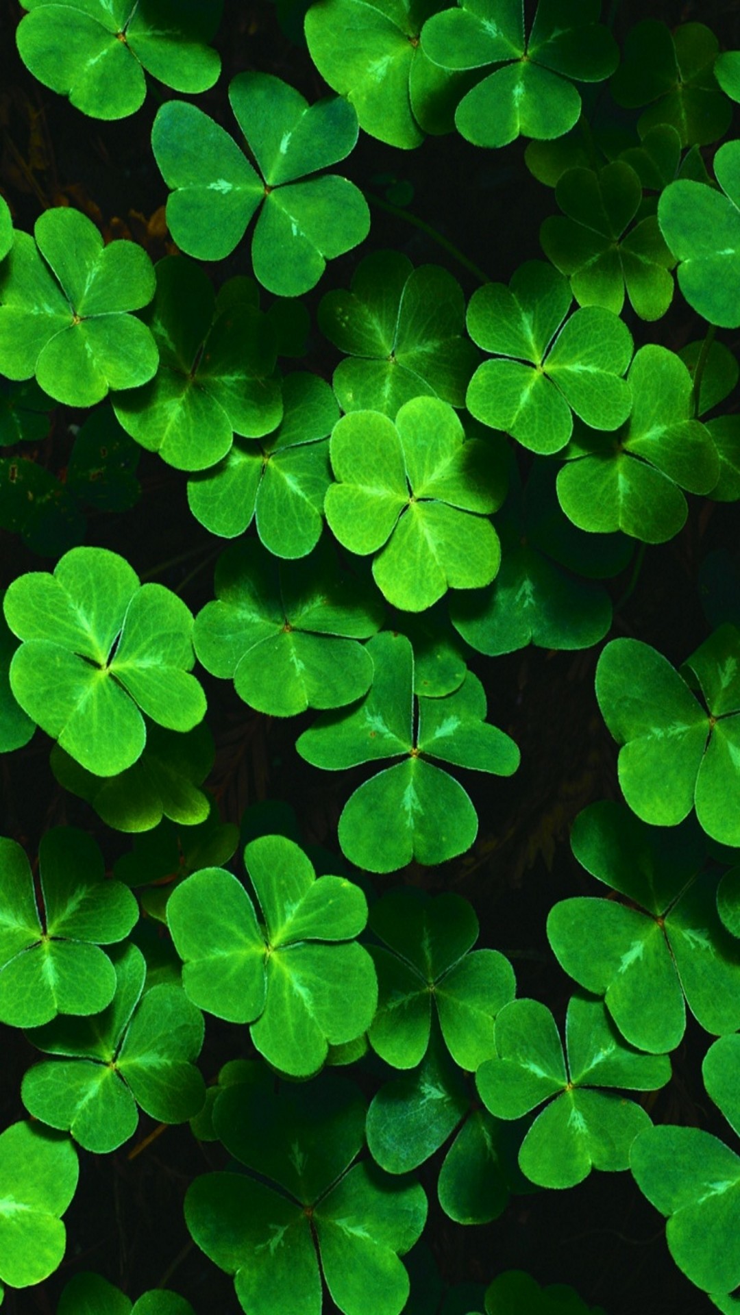 Customize your iPhone 6 Plus with this high definition Shamrocks wallpaper from HD Phone Wallpapers