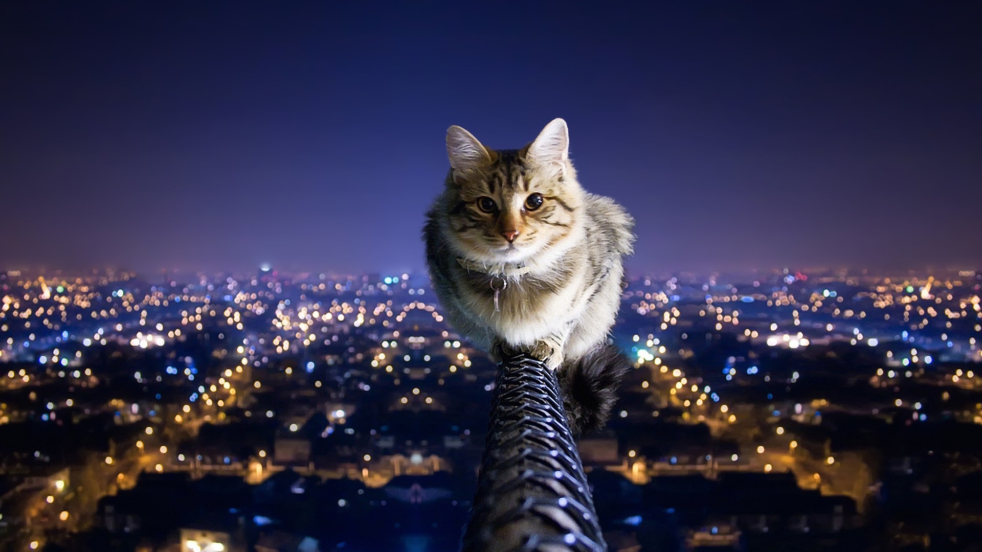 Cityscapes cats city lights balance nighttime pole wallpapers