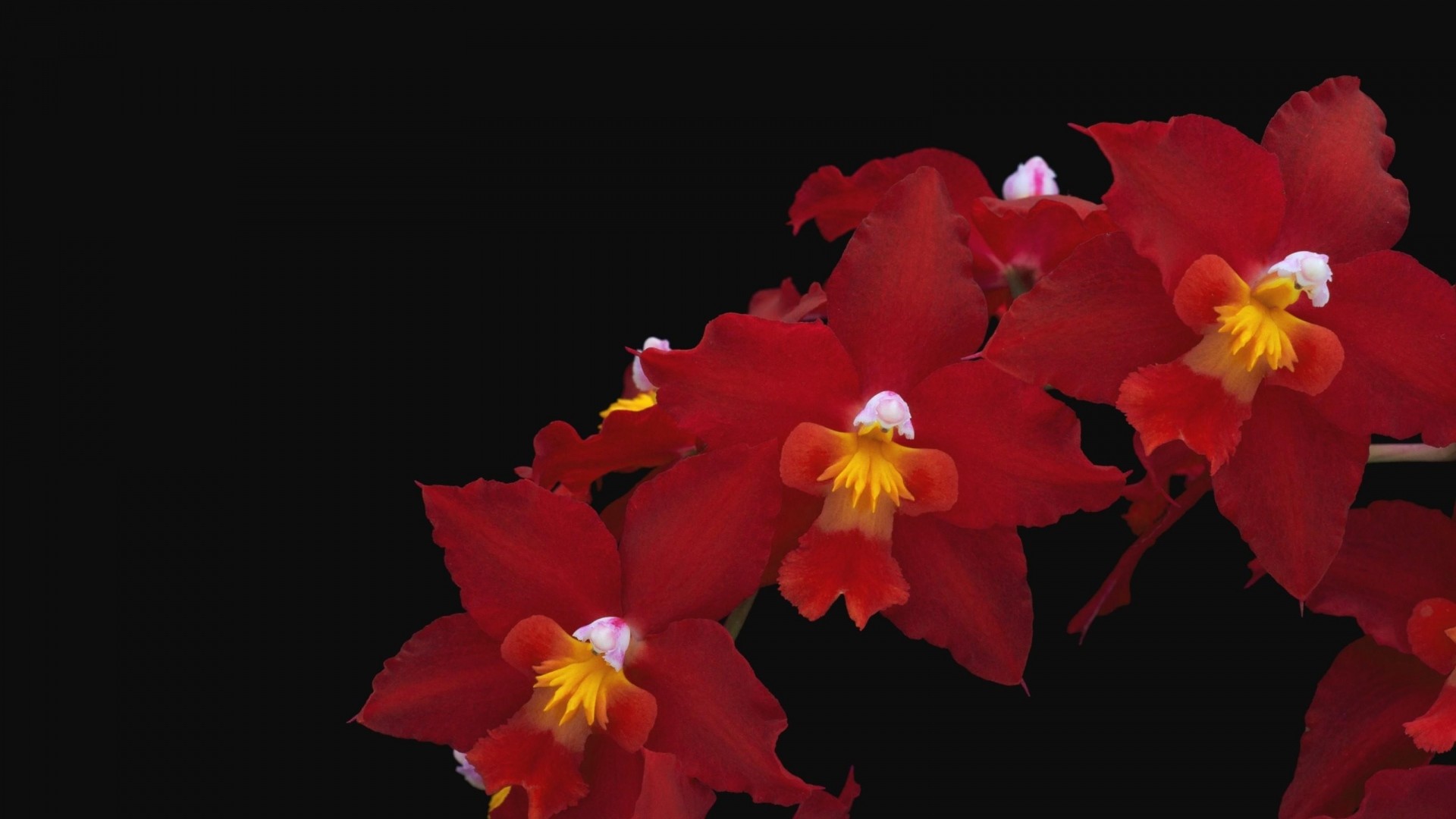 Wallpaper orchid, flower, red, thread, black background