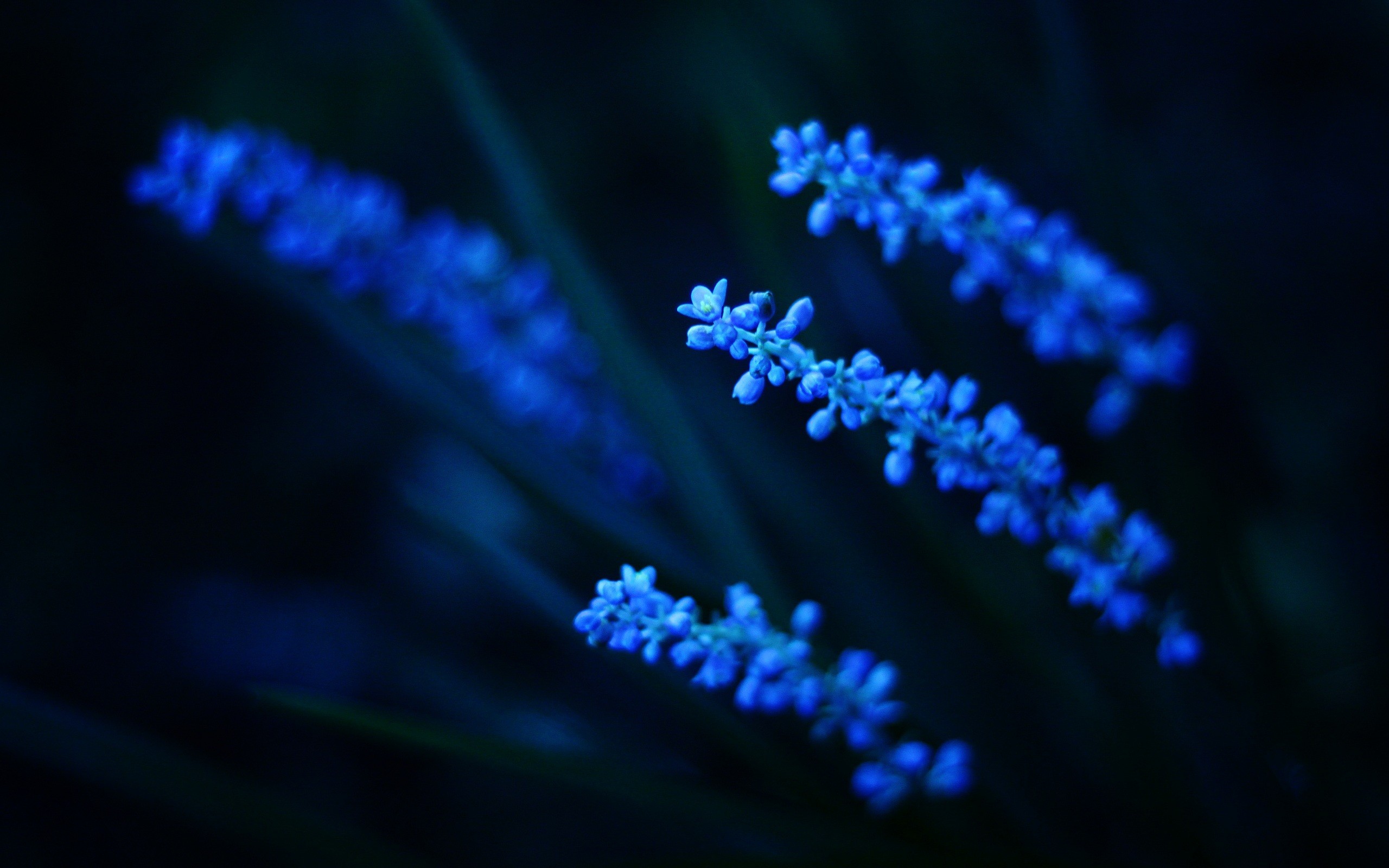 Dark-blue-wallpaper-flower