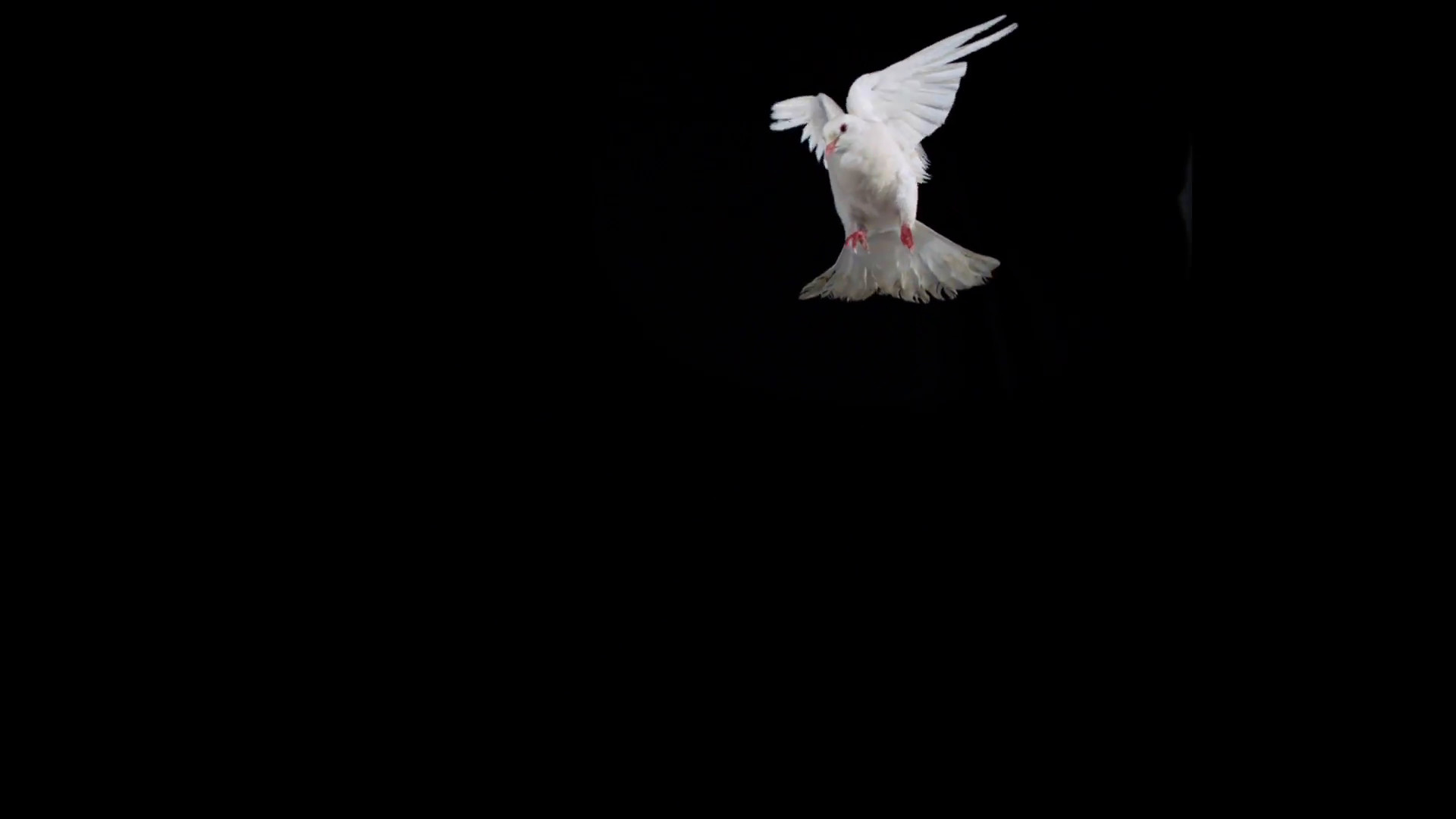Subscription Library White bird flapping on black background, Slow Motion