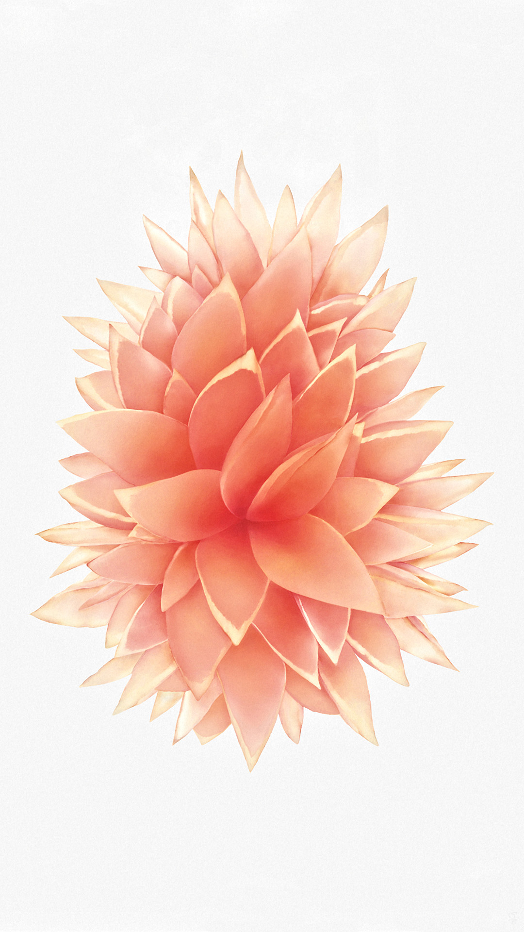 50 Best Rose Gold Wallpapers For iPhone Free Download