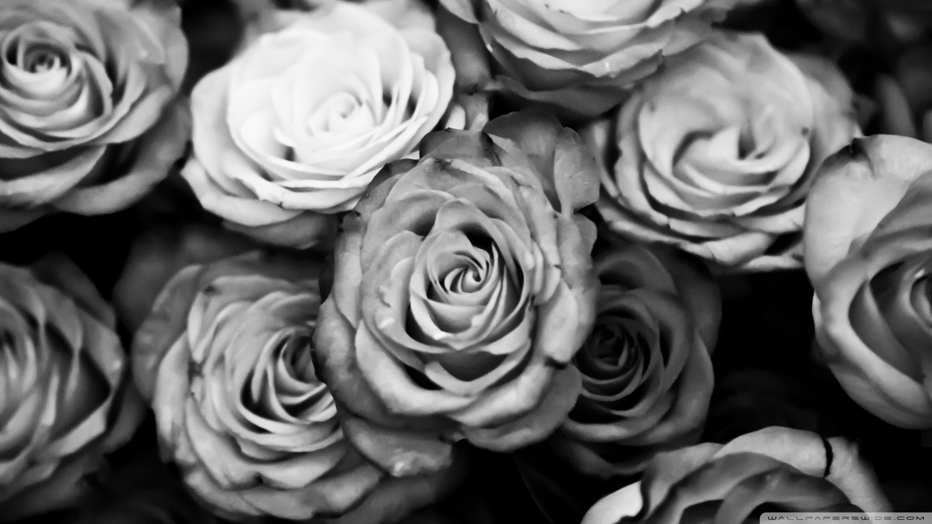 You can download Black And White Roses in your computer by clicking .