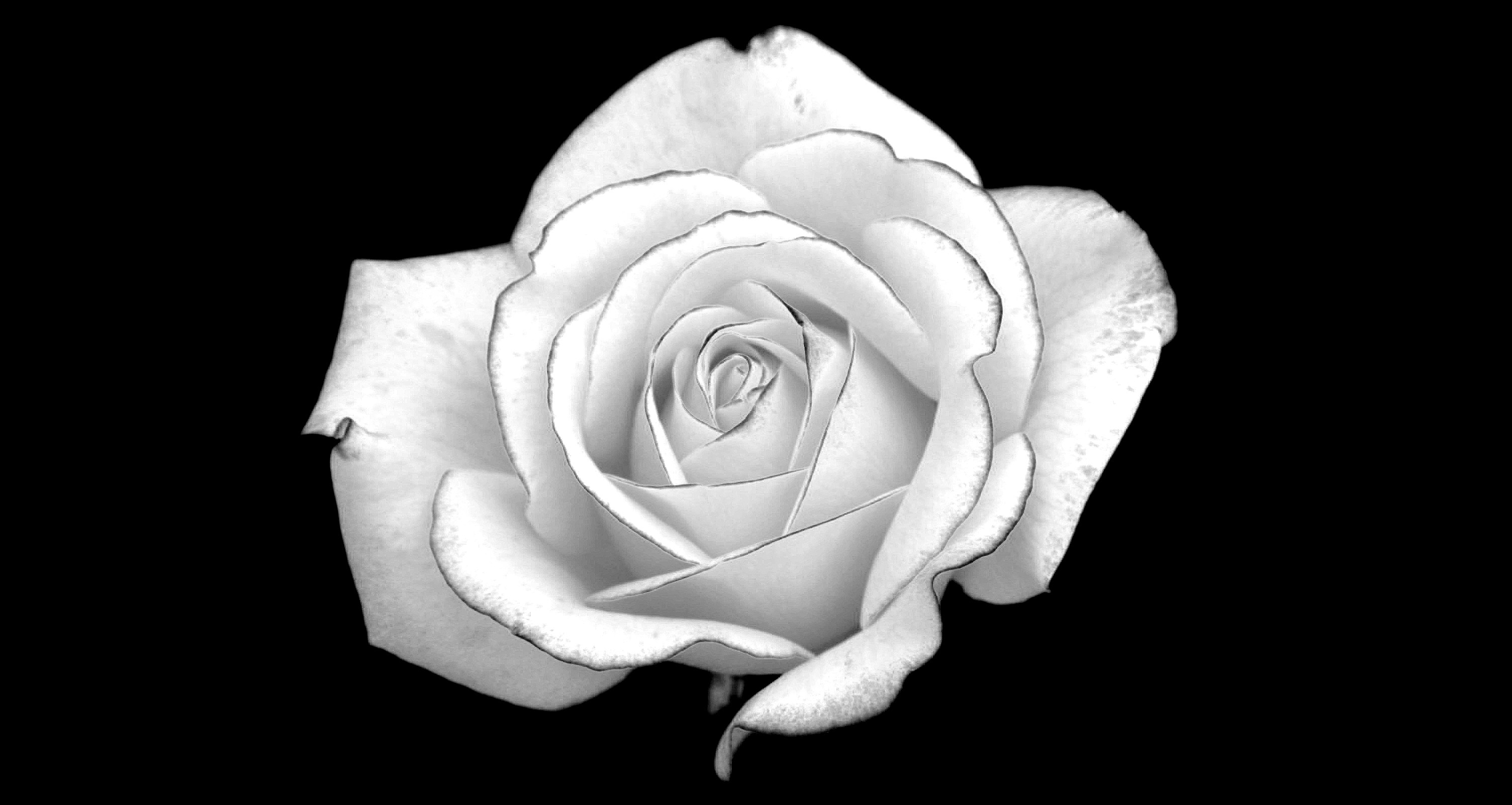 White Roses Black Background 35 Wallpapers