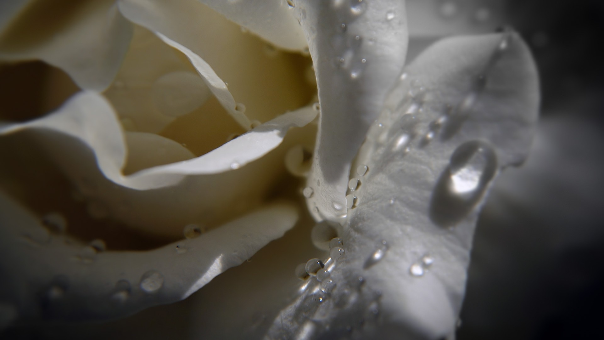 Dew drops on beautiful white rose with black