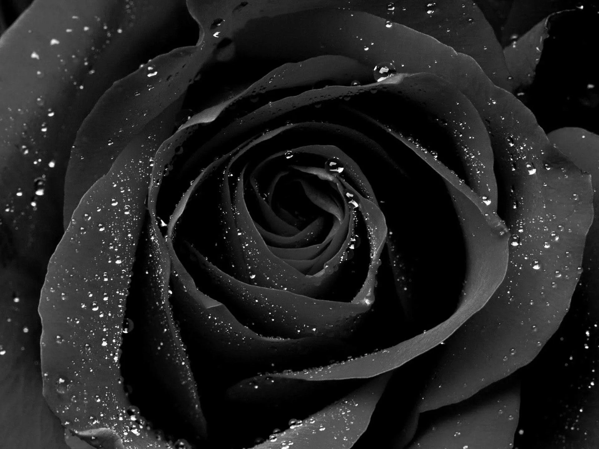 HD wallpaper black rose flower black white bw art drops water  drops  Wallpaper Flare