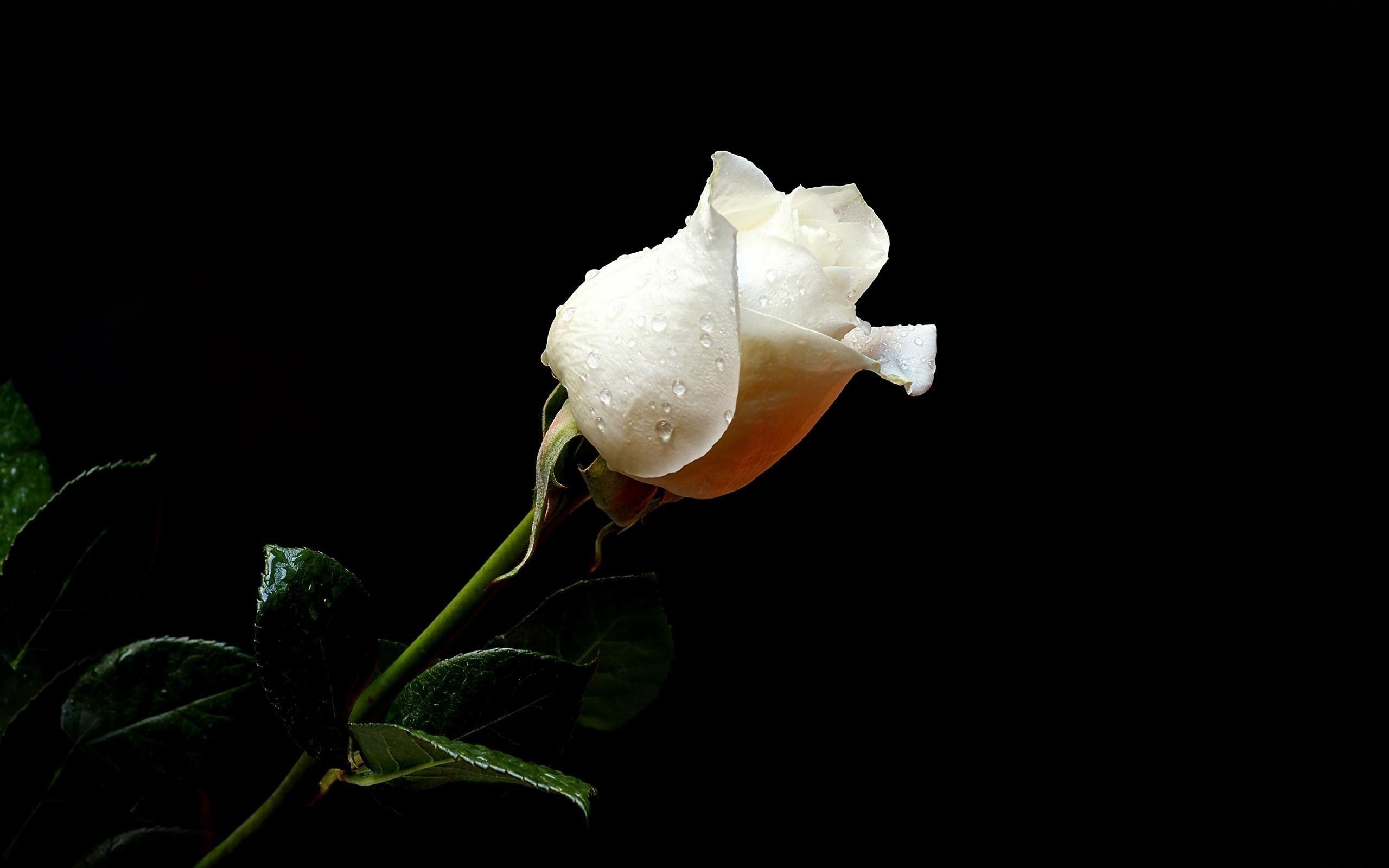Wallpaper rose, flower, drops, fresh, black background