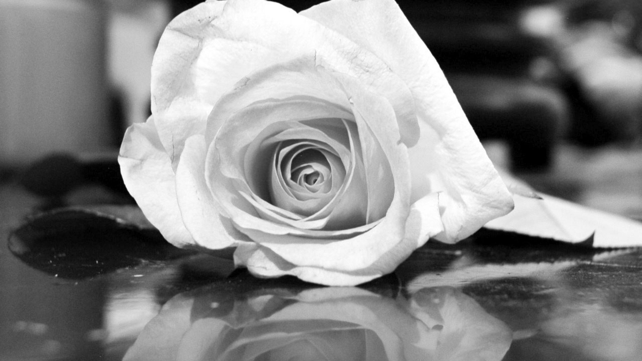 Wallpaper rose, flower, reflection, black white