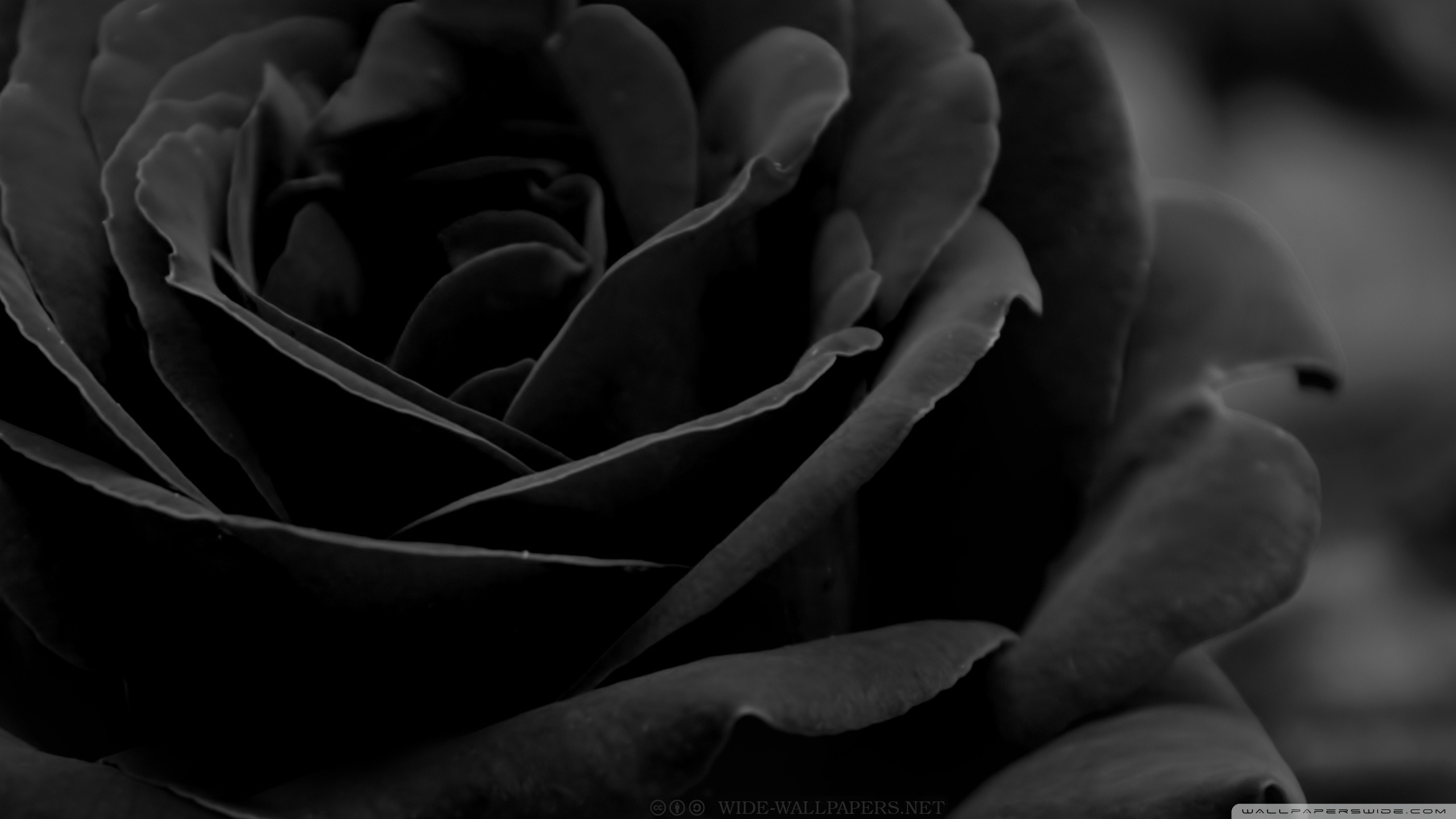 Image from black rose 3 wallpaper 2560×1440. BLACK ROSES AND HEART Pinterest Black roses