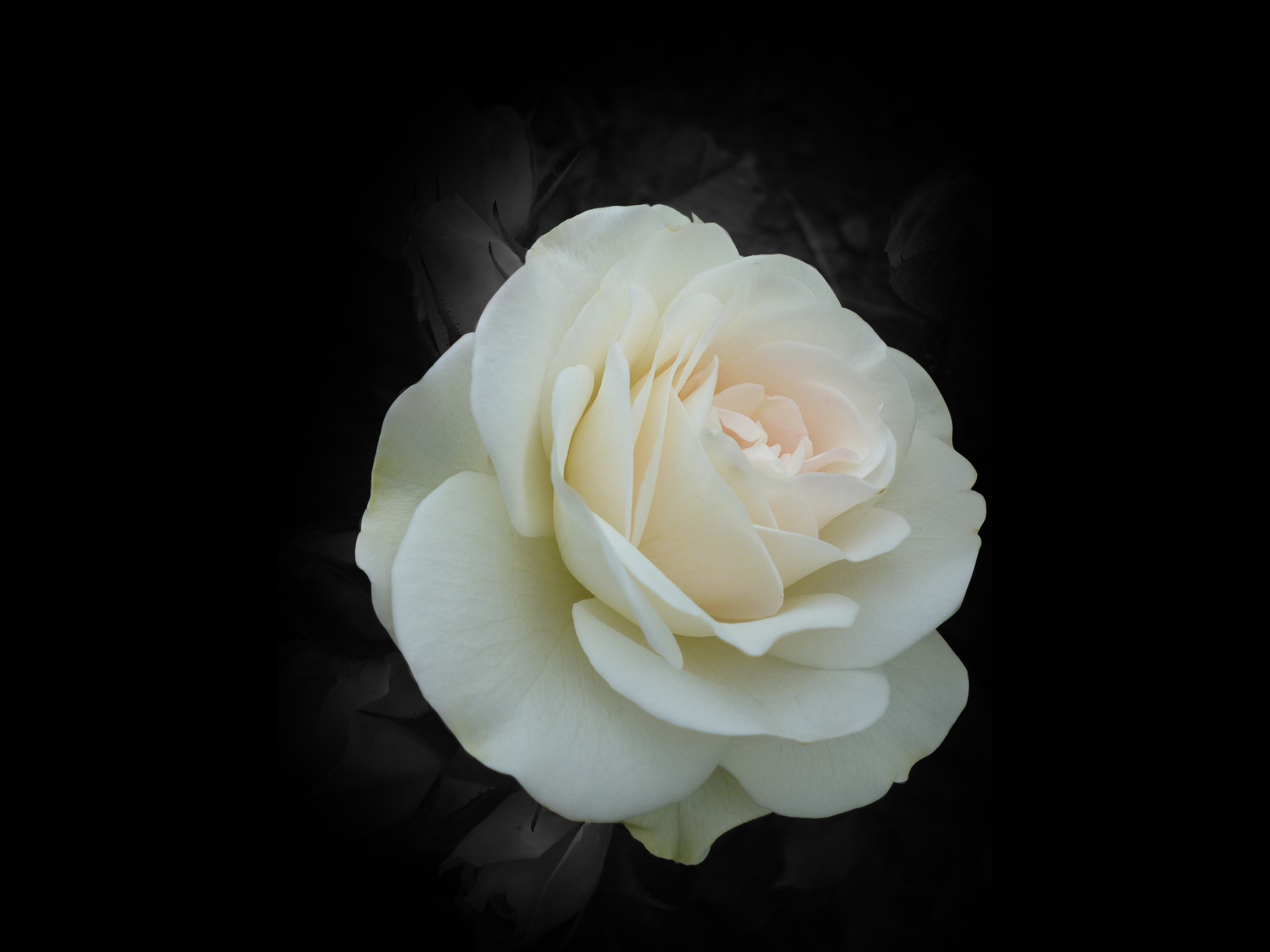 White Rose Widescreen