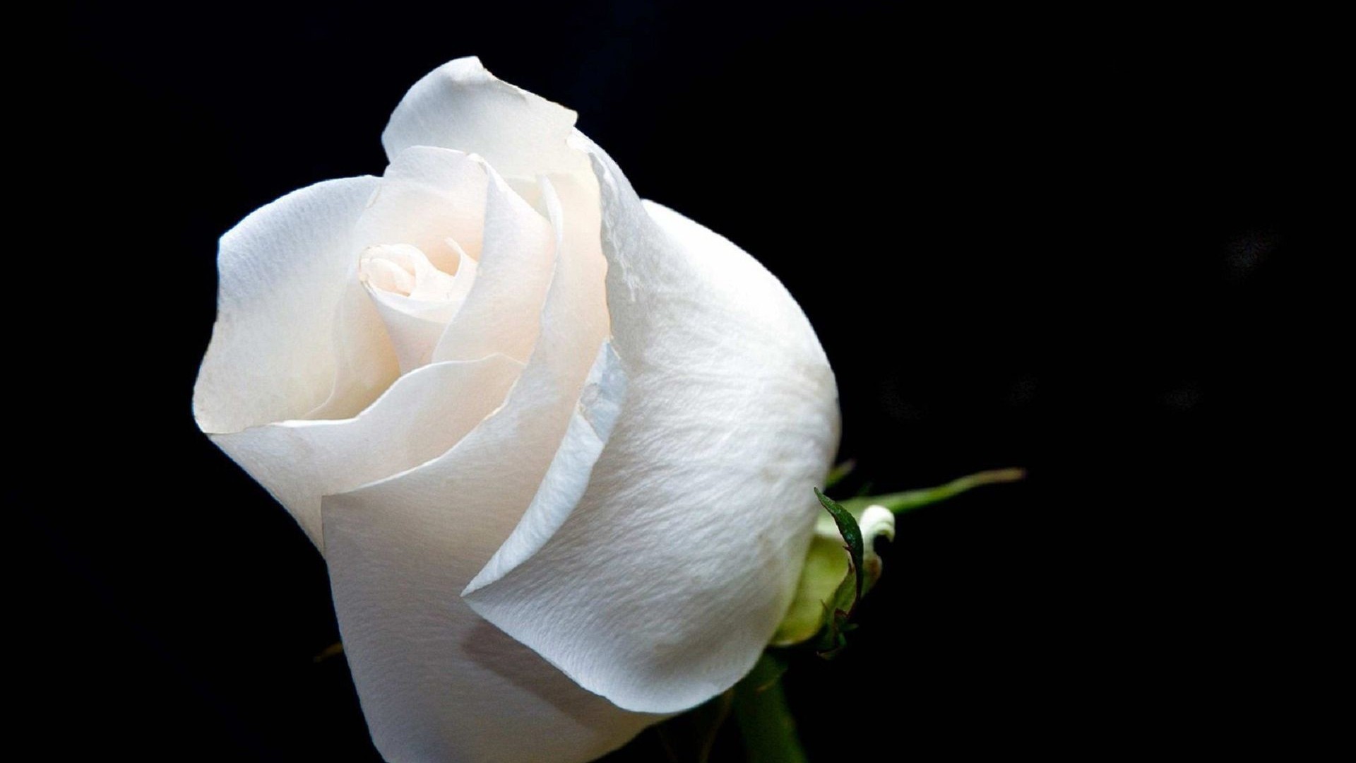 Black Rose And White Rose