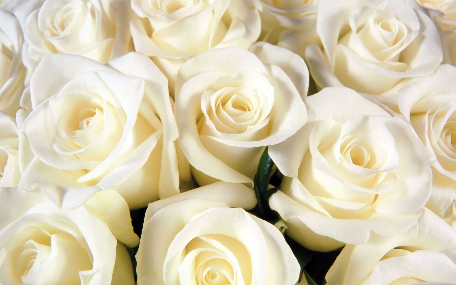 amazing flower white roses background hd wallpapers – Wallumi