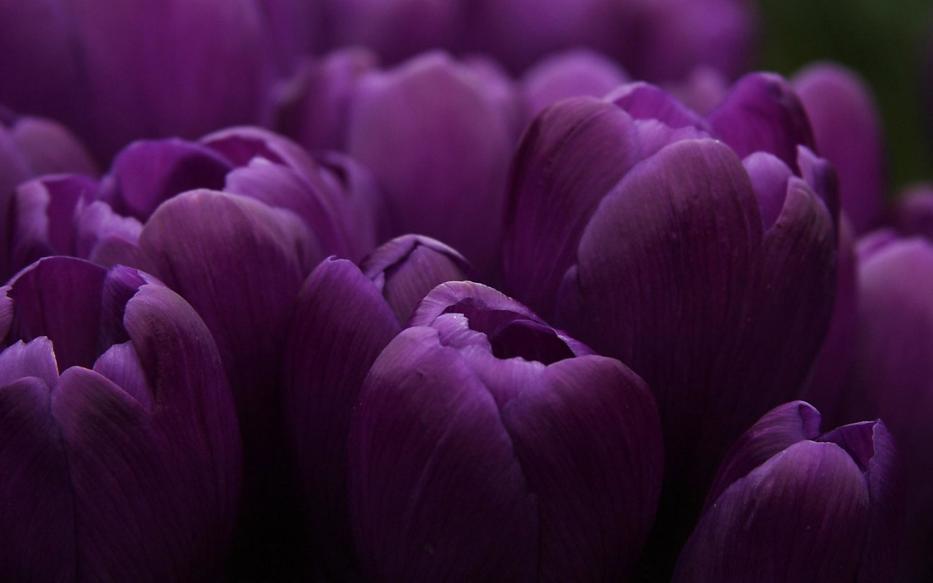 Tulip Purple Wallpaper Widescreen Wallpaper