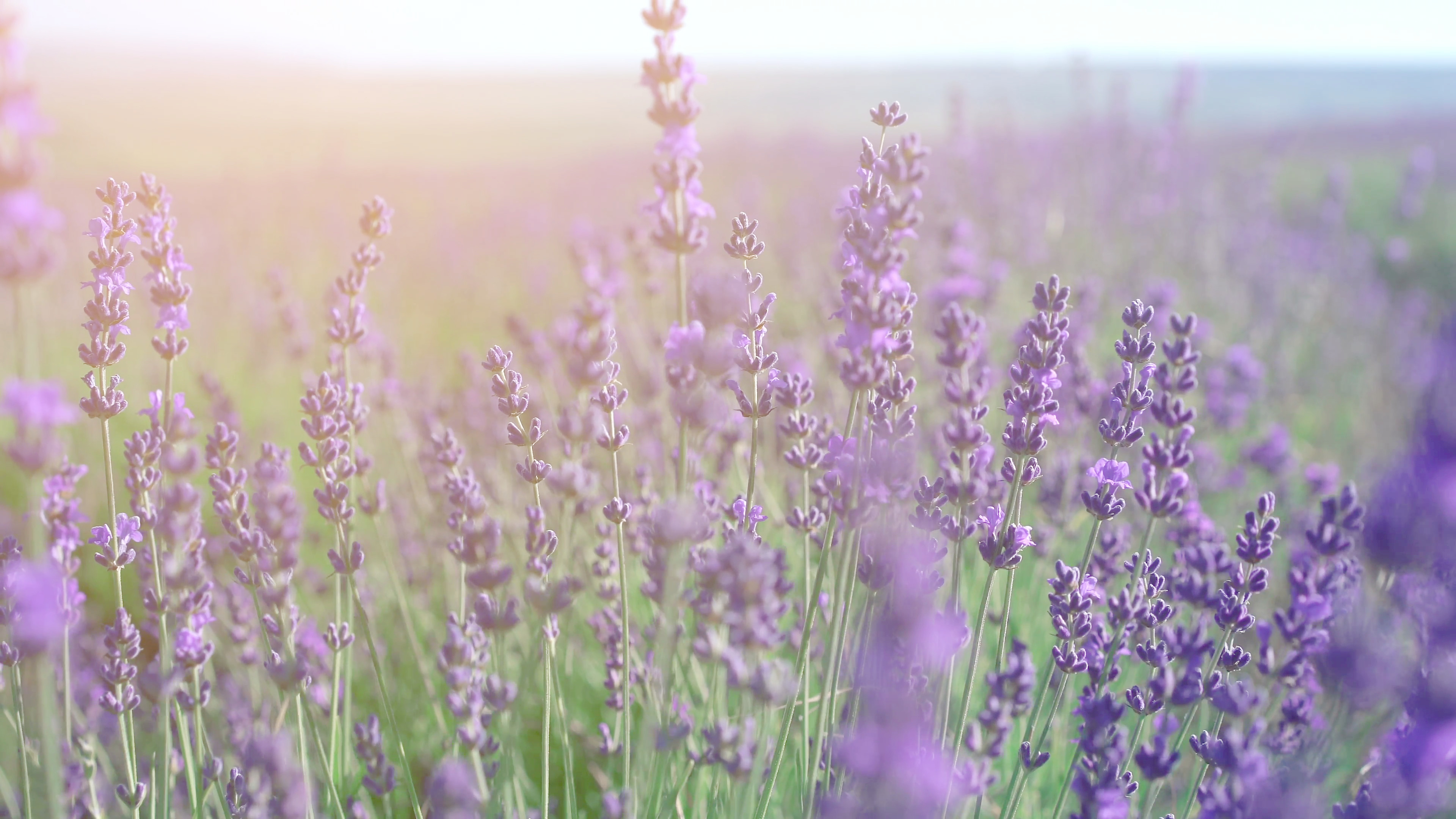 Lavender field in Crimea. Lavandula flowers swaying